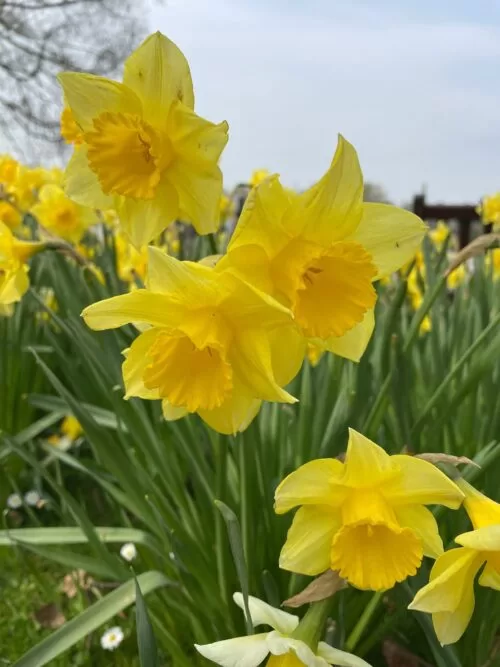 Daffodils