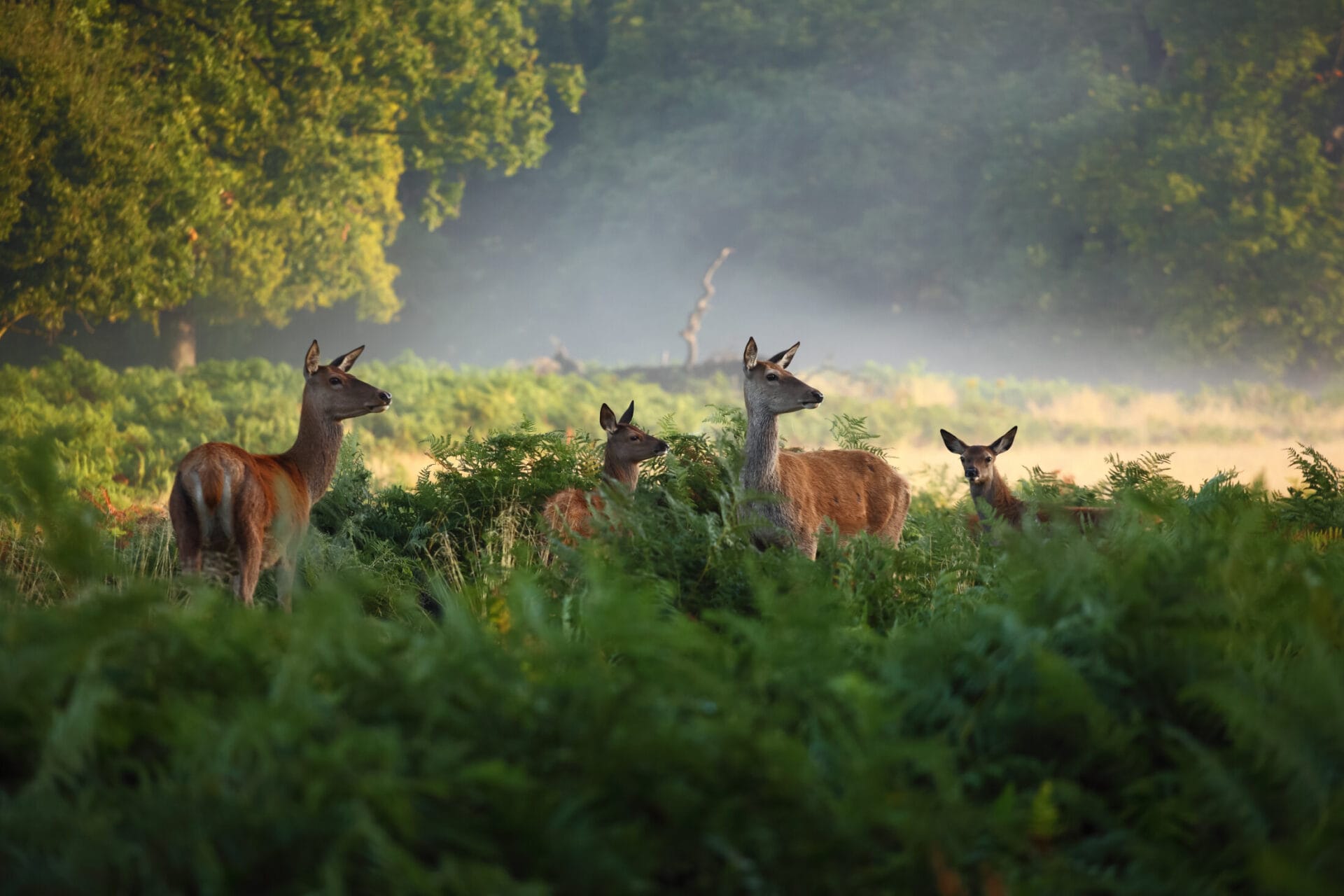 Deer in Richmond Park near The Lensbury Resort. Hotel near Richmond.
