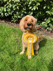 Dog with best smile rosette sitting over grass