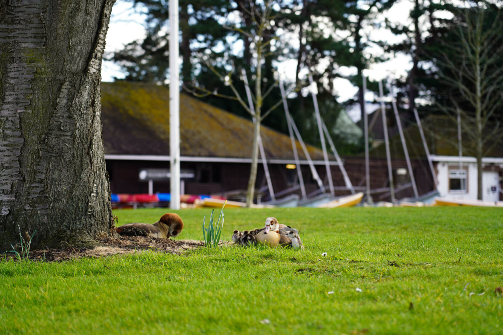 7. Geese – please crop into geese